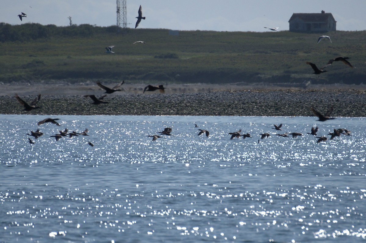 Brandt's Cormorant - ML638550299