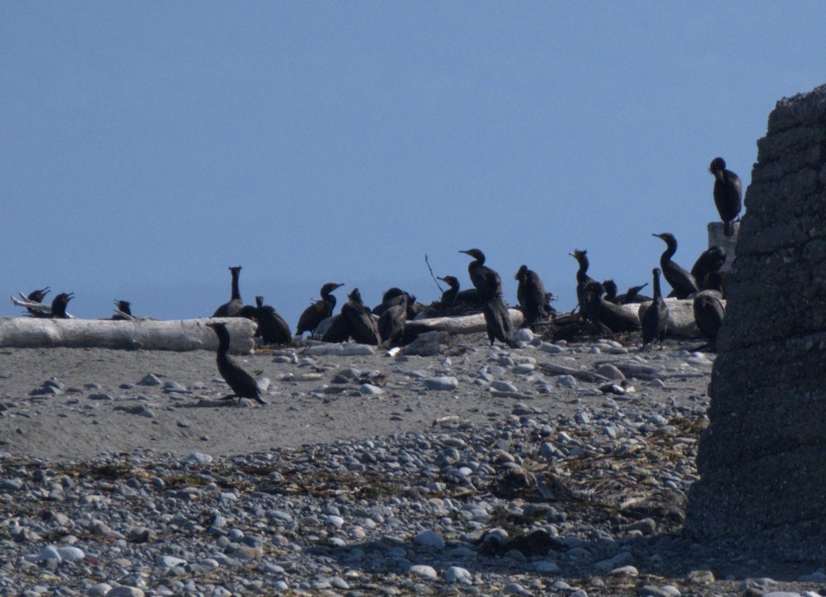 Double-crested Cormorant - ML638550335
