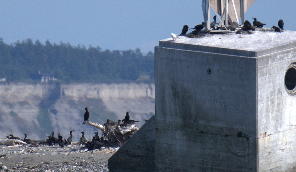 Double-crested Cormorant - ML638550336