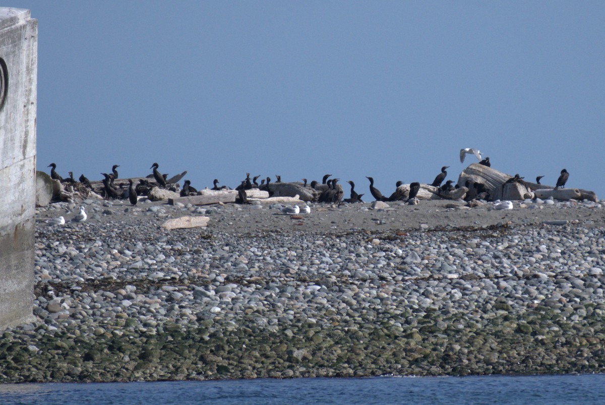 Double-crested Cormorant - ML638550337