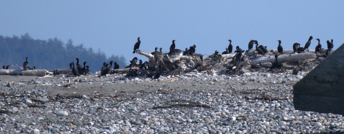 Double-crested Cormorant - ML638550338