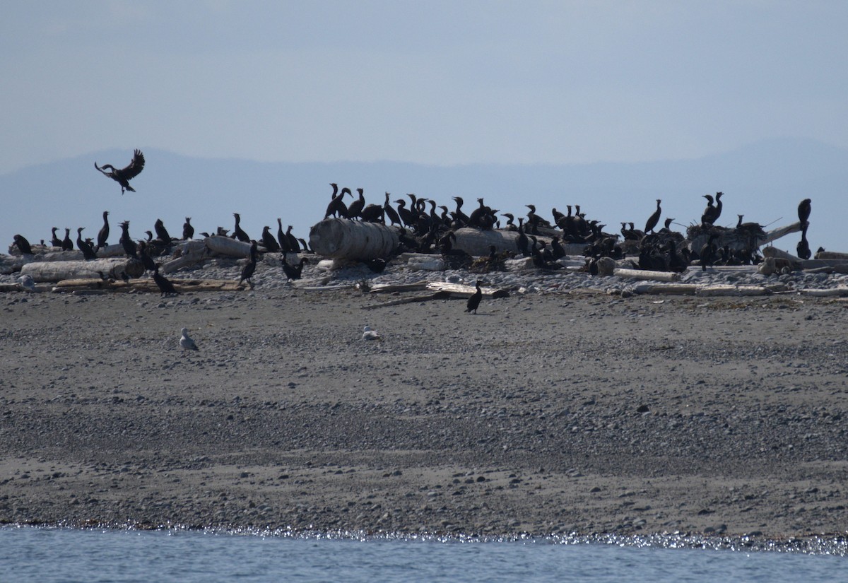 Double-crested Cormorant - ML638550339