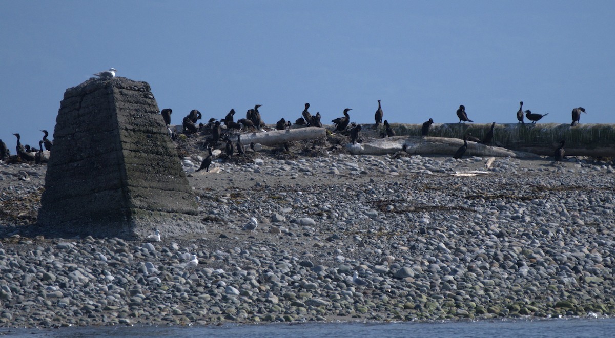 Double-crested Cormorant - ML638550341