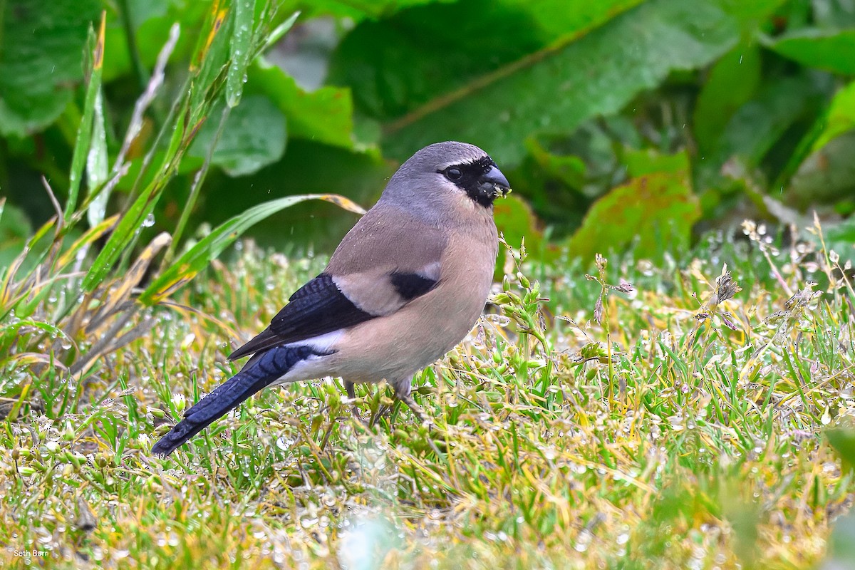 Taiwan Bullfinch - ML638550365