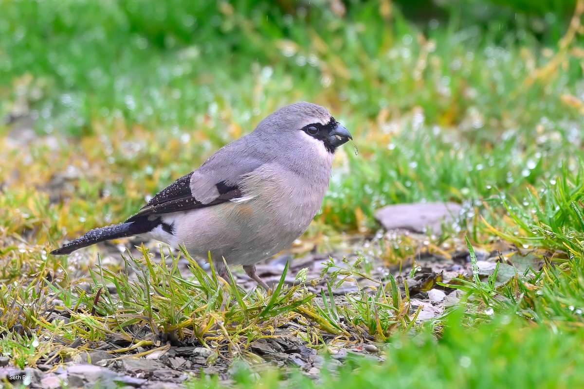 Taiwan Bullfinch - ML638550366