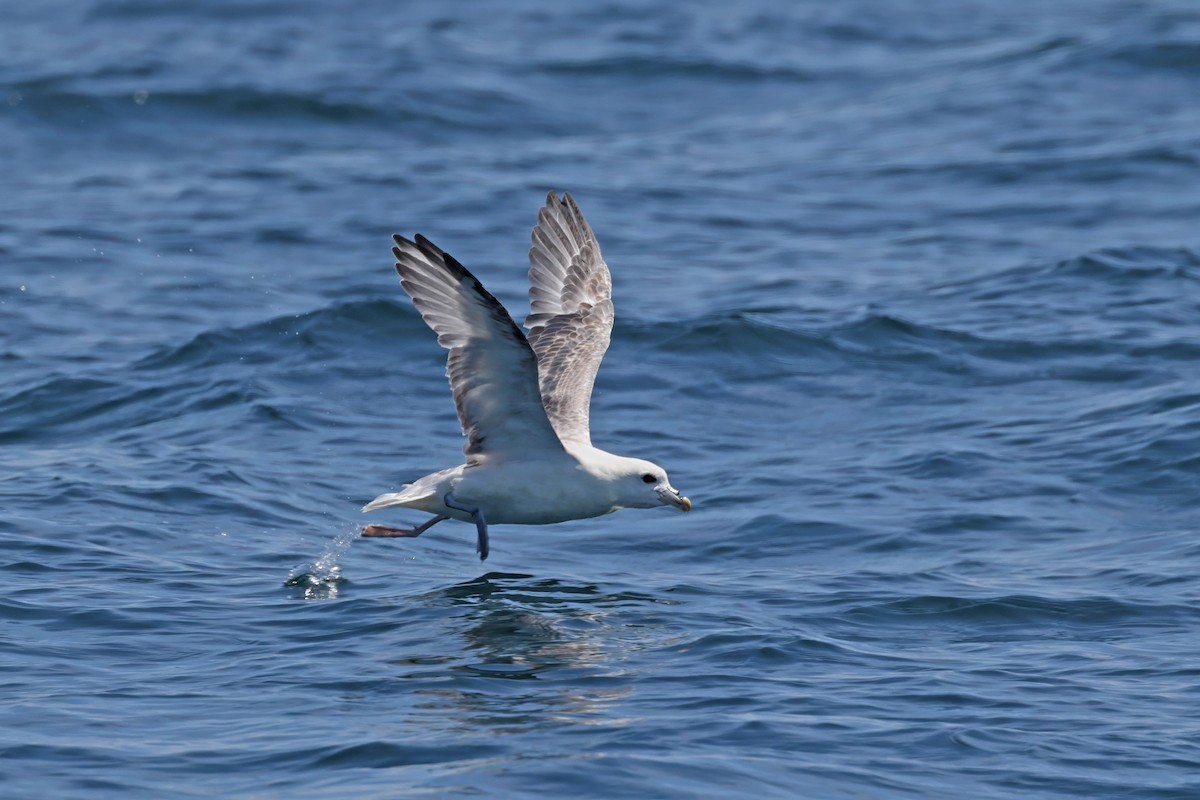 Northern Fulmar - ML638550390