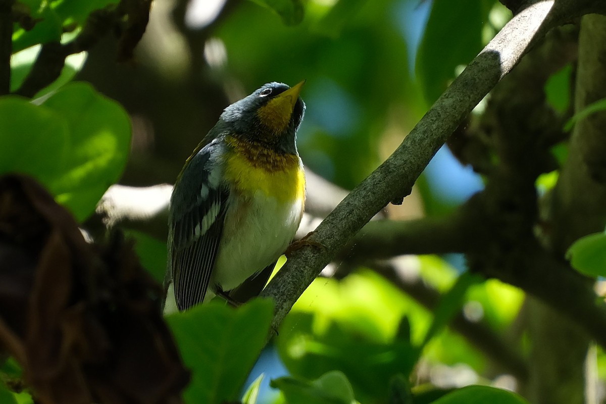 Northern Parula - ML638550411