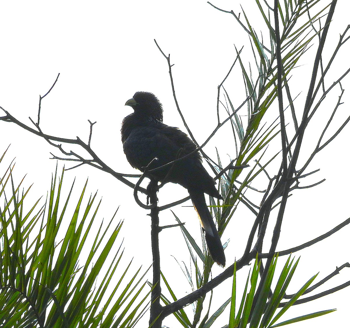 Eastern Plantain-eater - ML638550419