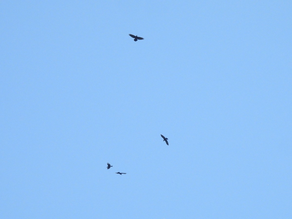 ravn - ML638550422