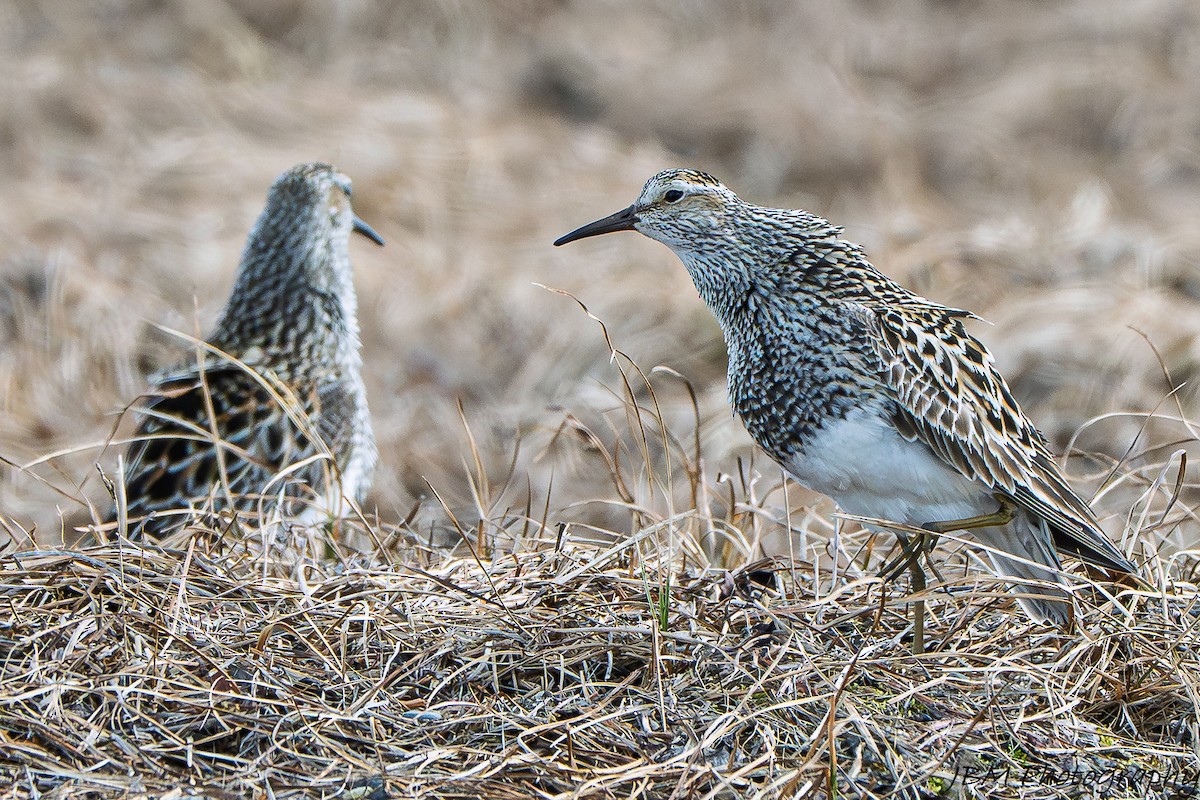 Pectoral Sandpiper - ML638550436
