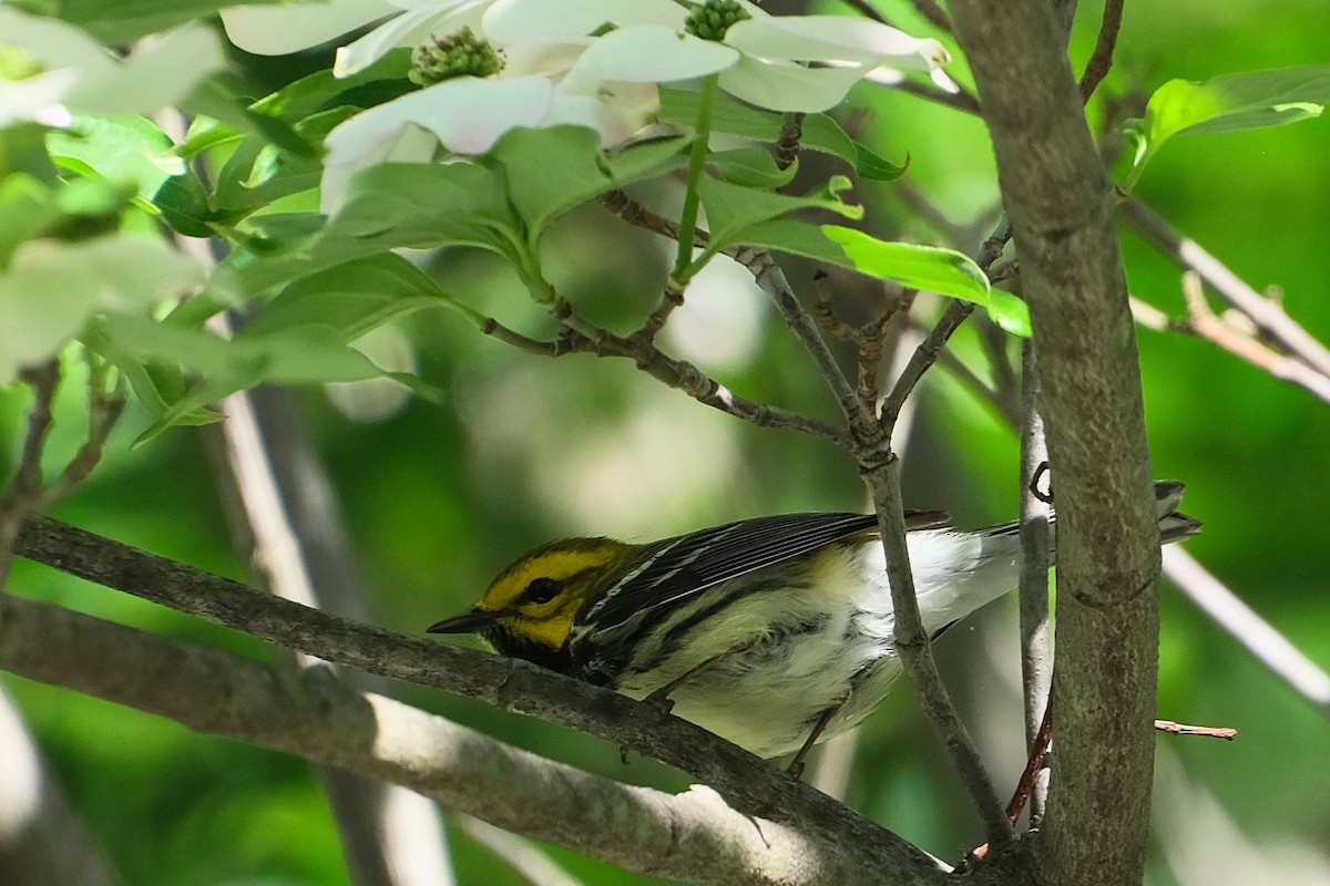 Black-throated Green Warbler - ML638550451