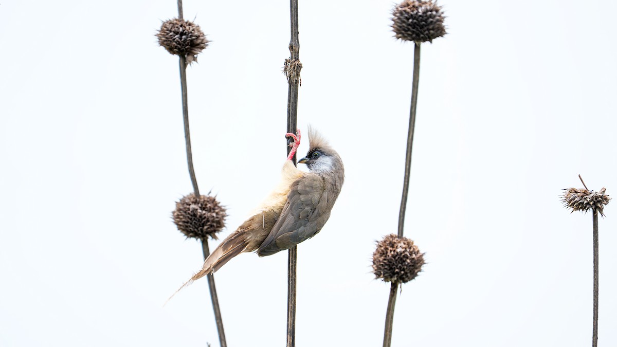 Speckled Mousebird - ML638550511