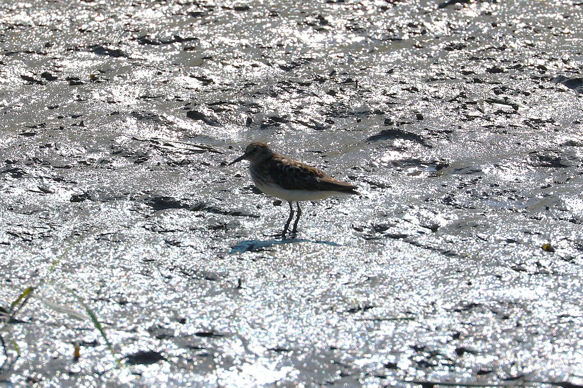 Pectoral Sandpiper - ML638550533
