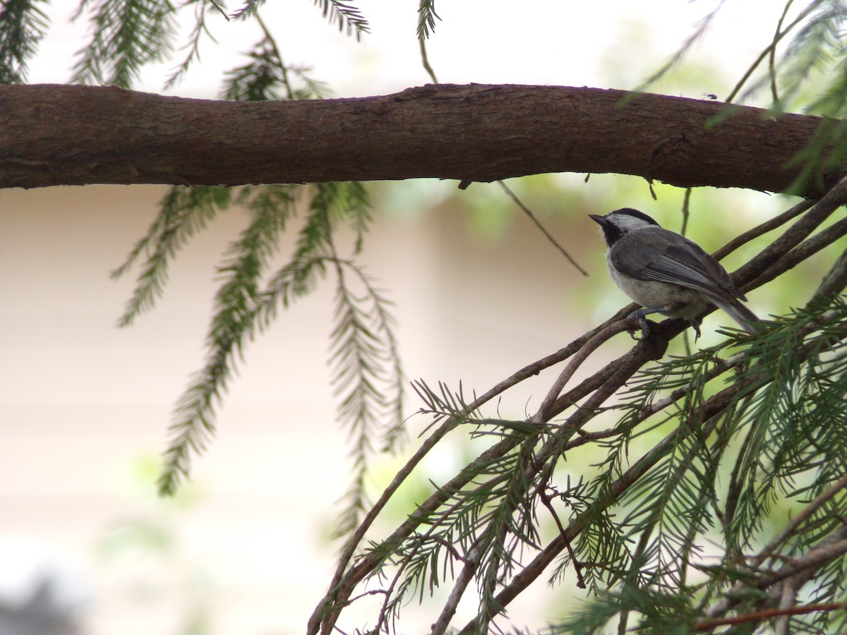 Carolina Chickadee - ML638550534