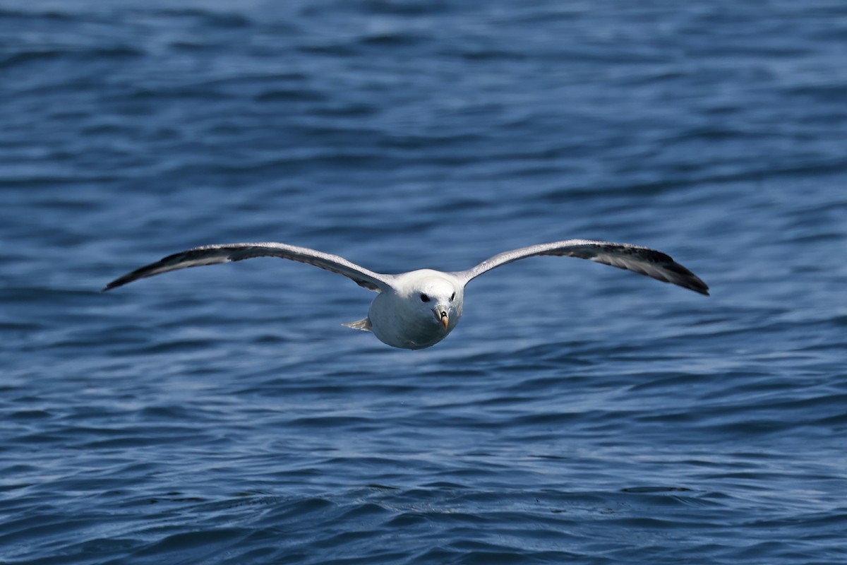 Northern Fulmar - ML638550589
