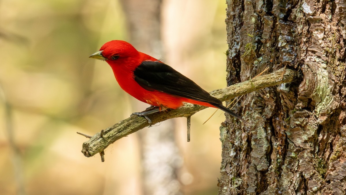 Scarlet Tanager - ML638550655
