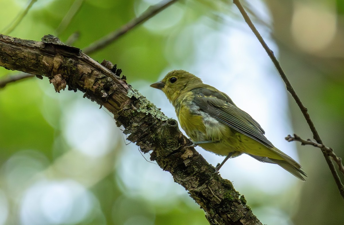 Scarlet Tanager - ML638550657