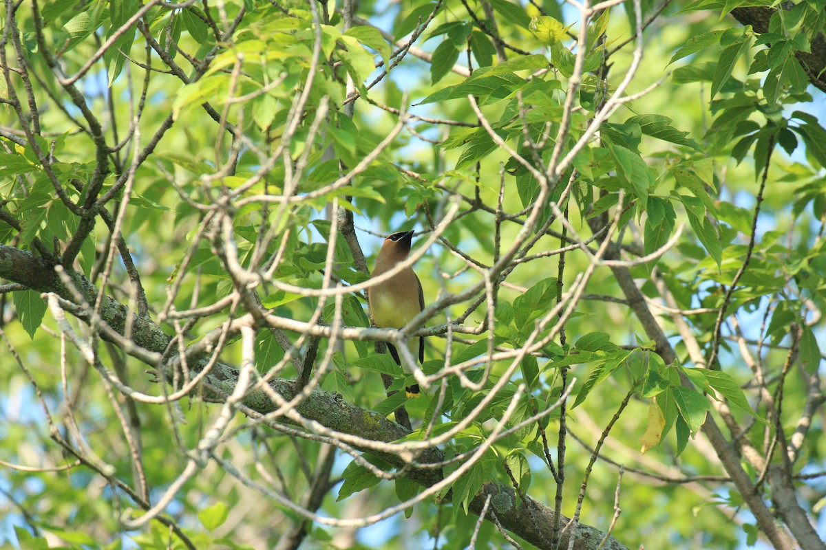 Cedar Waxwing - ML638550661