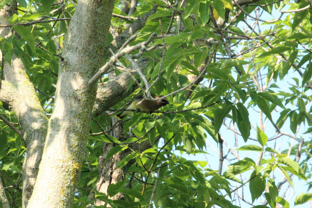 Cedar Waxwing - ML638550662