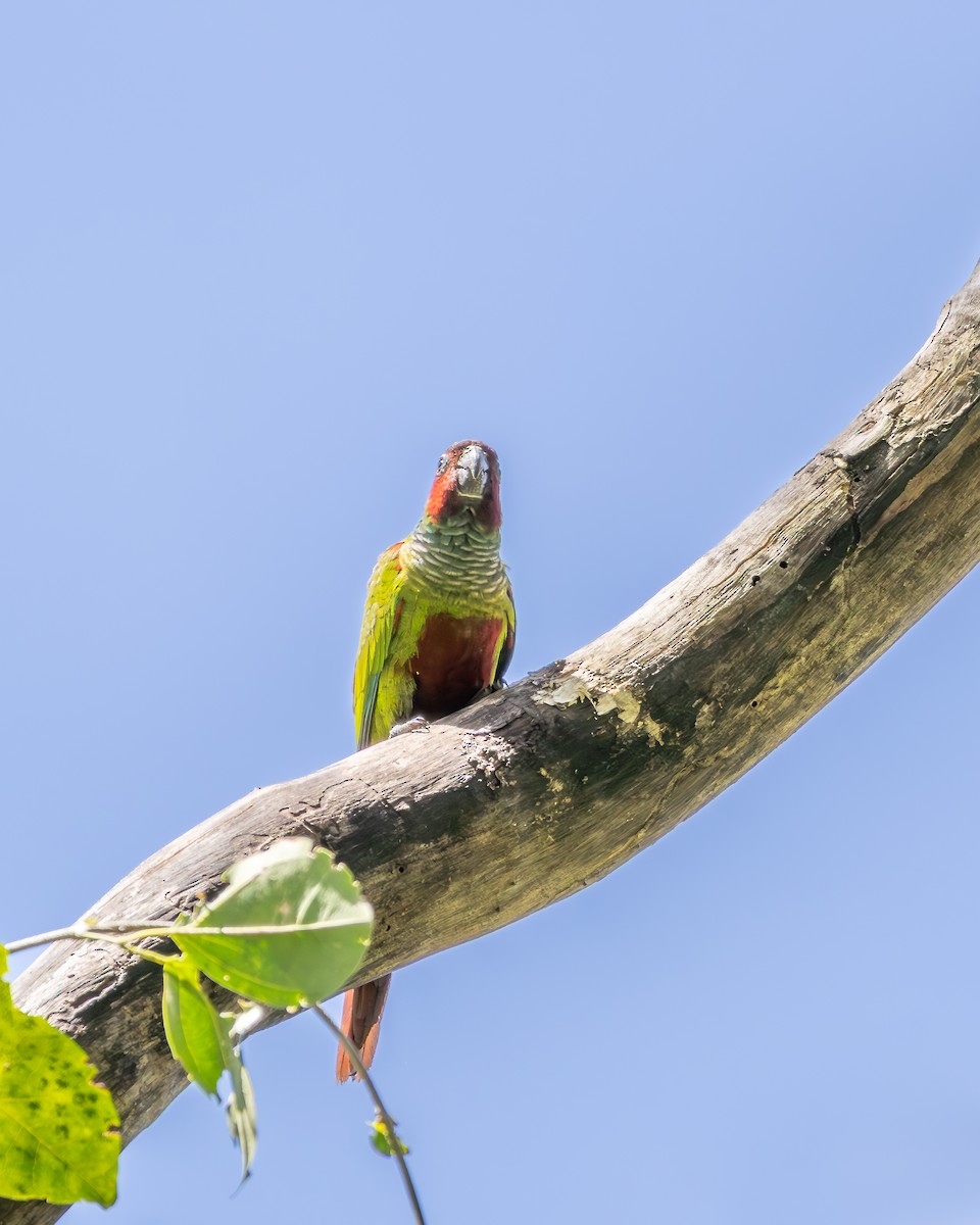 pyrura modrokápý - ML638550716