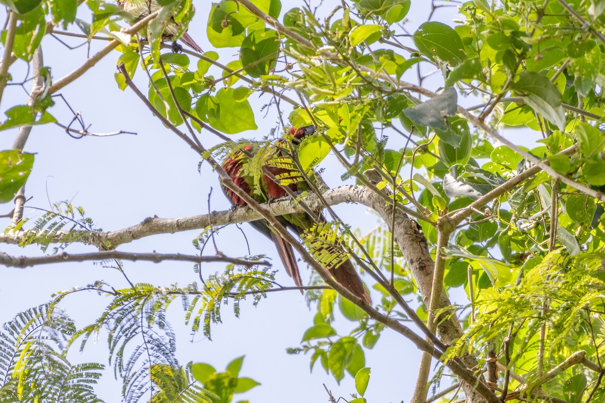 pyrura modrokápý - ML638550724