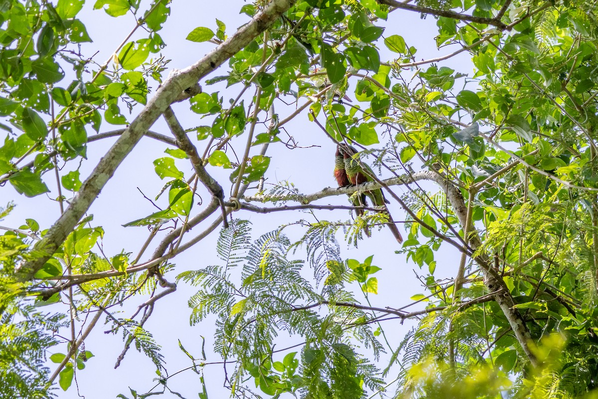 pyrura modrokápý - ML638550725