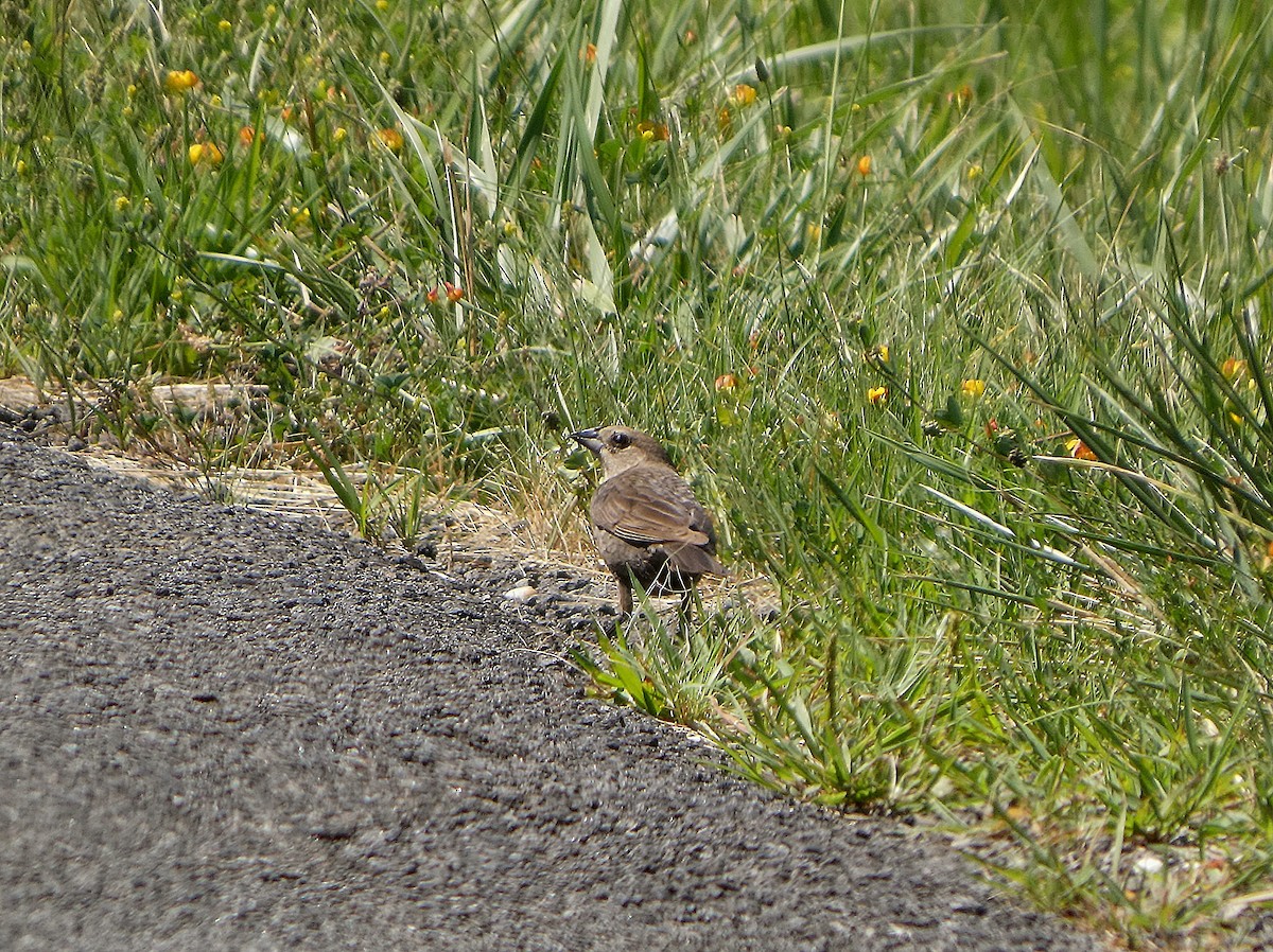 Brown-headed Cowbird - ML638550776