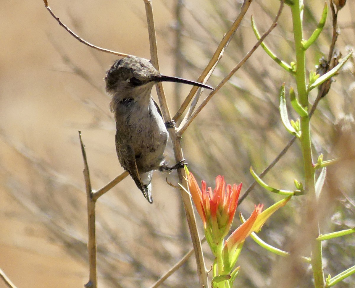 Costa's Hummingbird - ML638550779