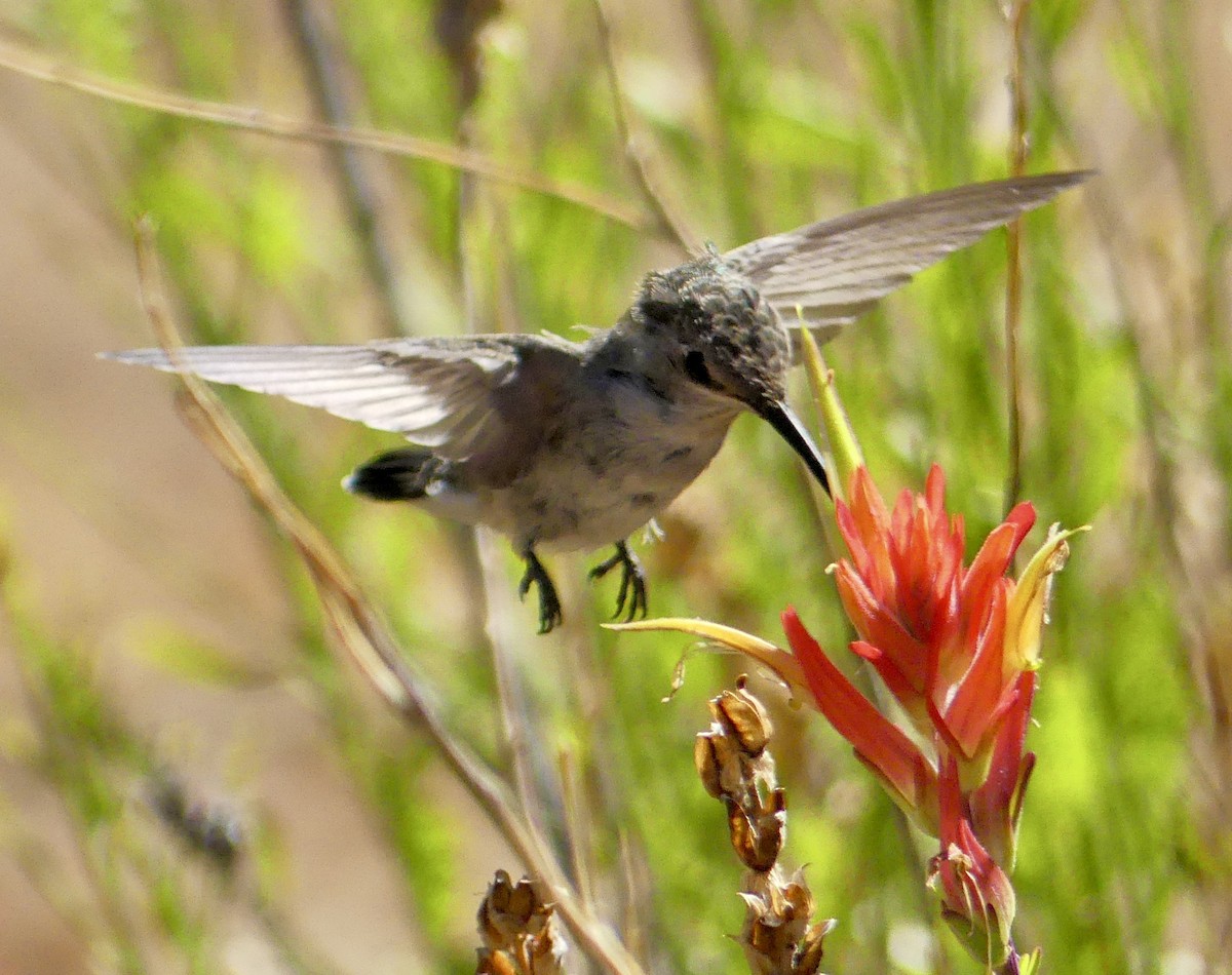 Costa's Hummingbird - ML638550780