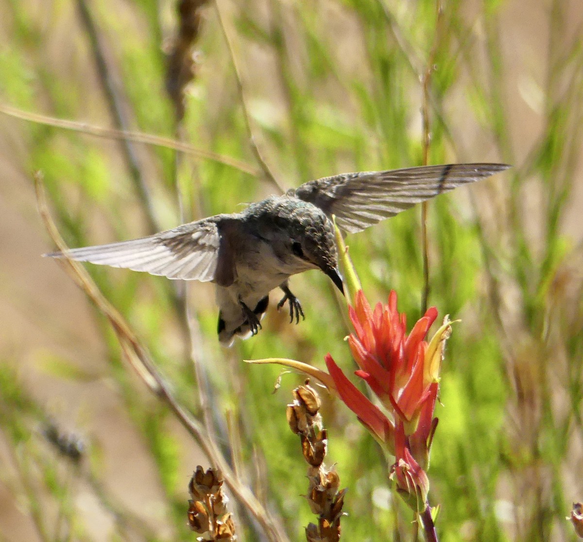 Costa's Hummingbird - ML638550781