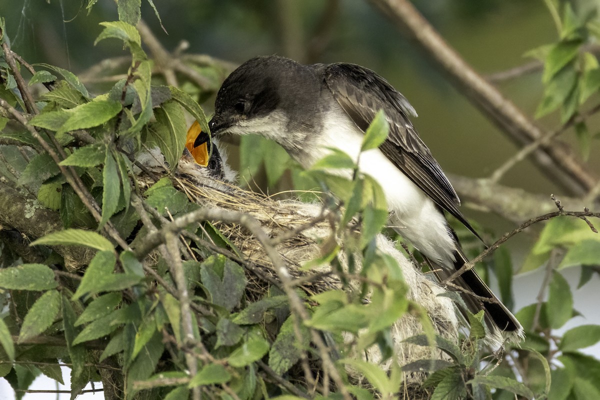 Eastern Kingbird - ML638550792