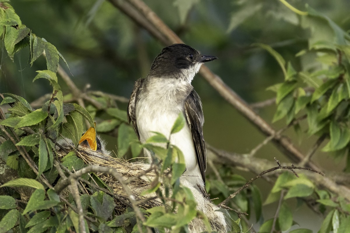 Eastern Kingbird - ML638550793