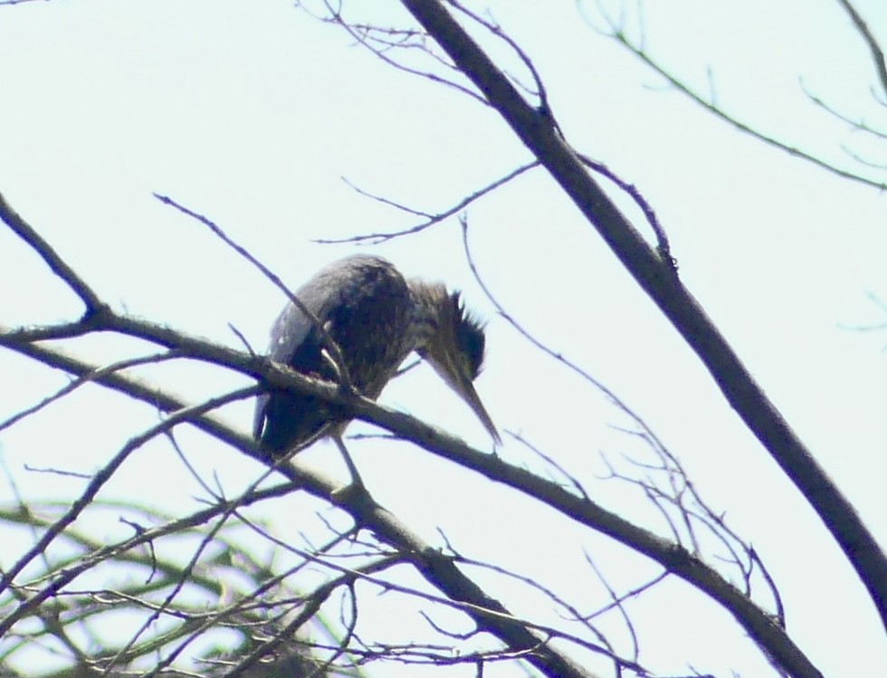 Green Heron - ML638550794