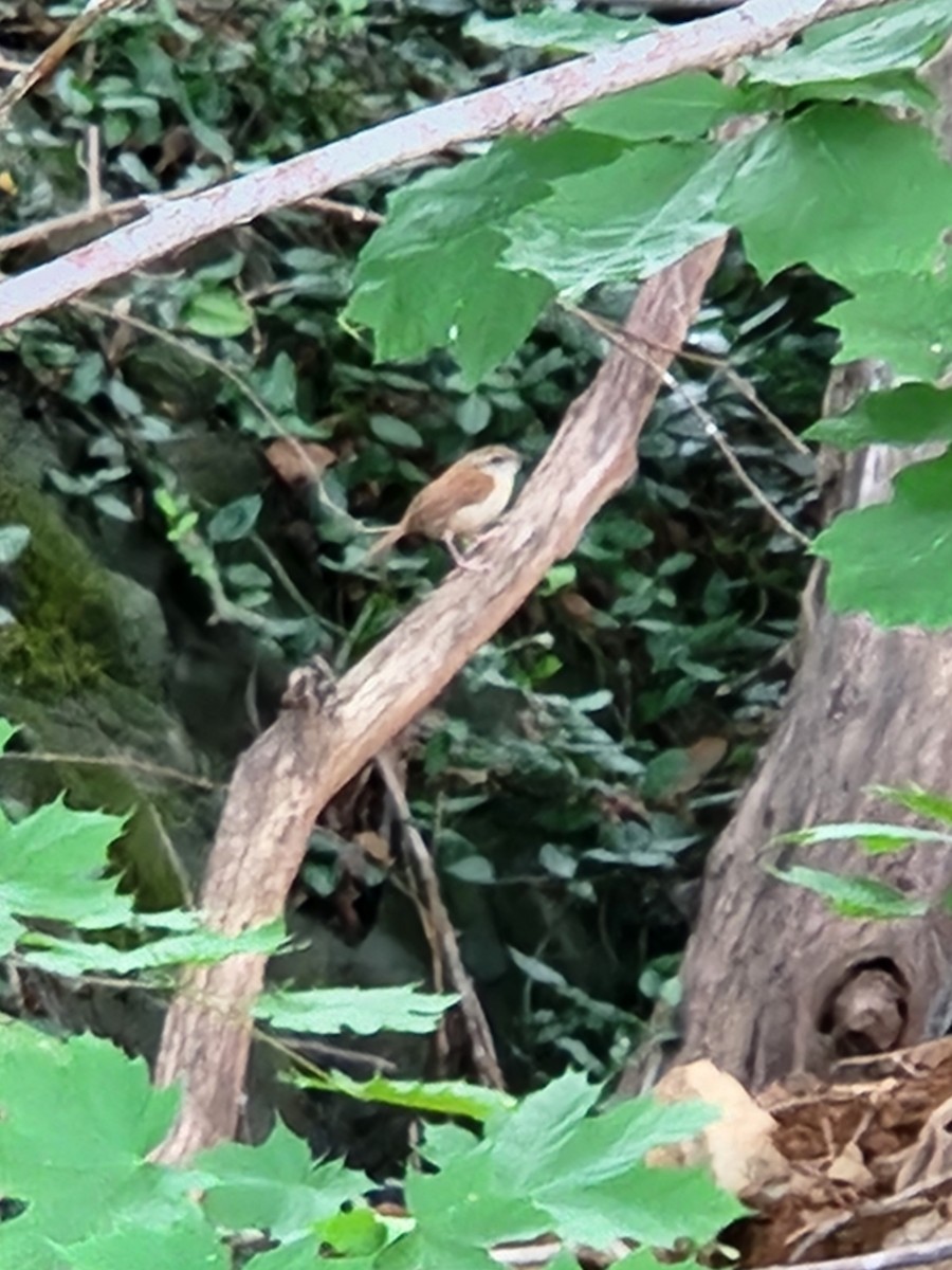 Carolina Wren - ML638550799