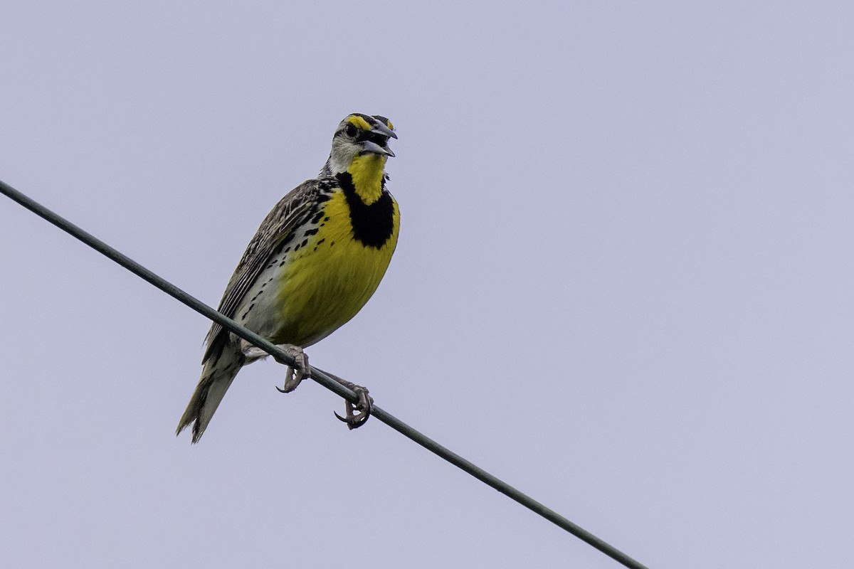 Eastern Meadowlark - ML638550804