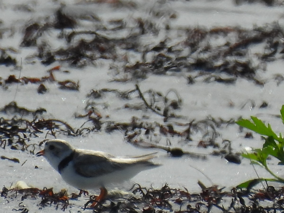 Piping Plover - ML638550807