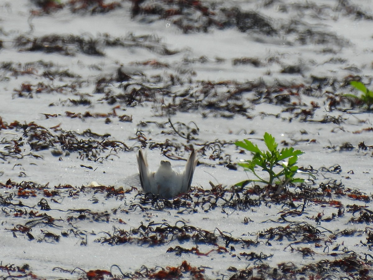Piping Plover - ML638550808