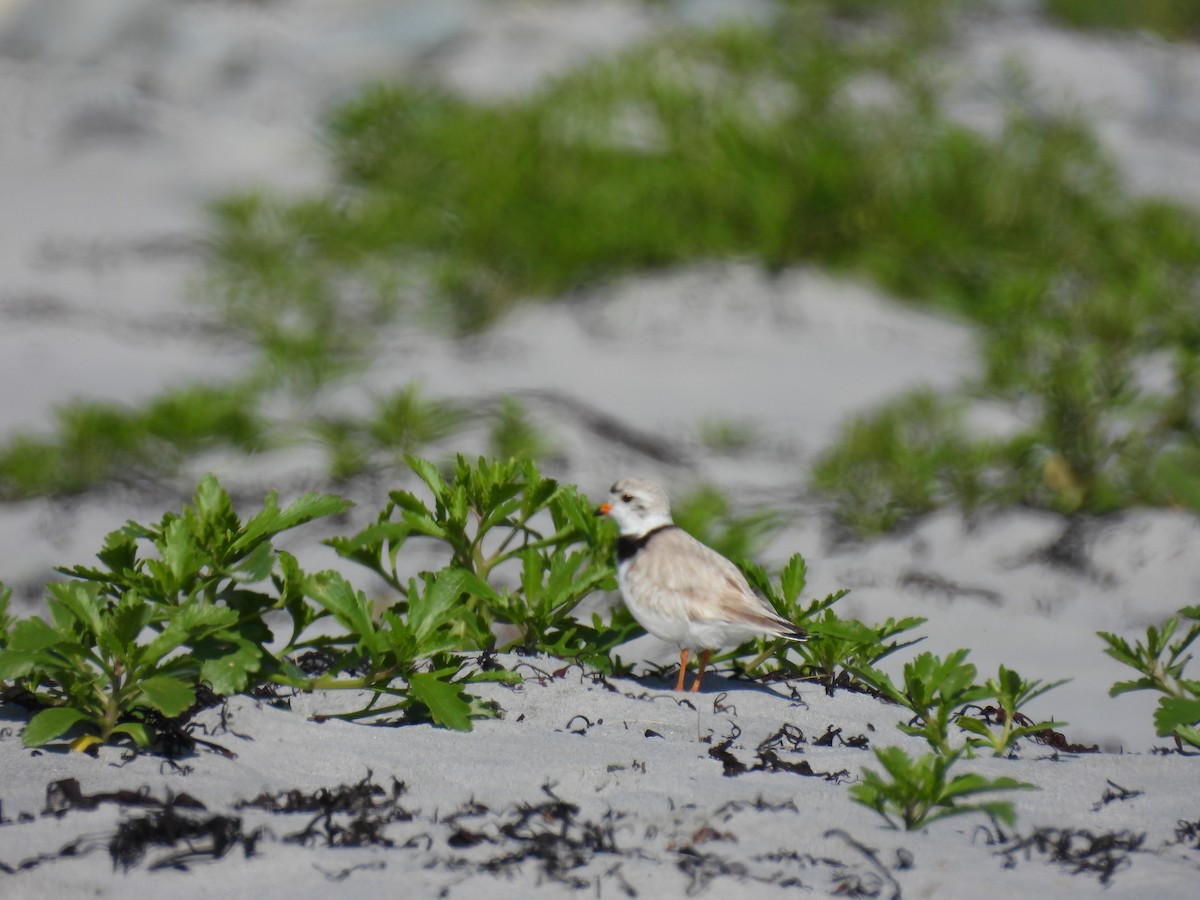 Piping Plover - ML638550809