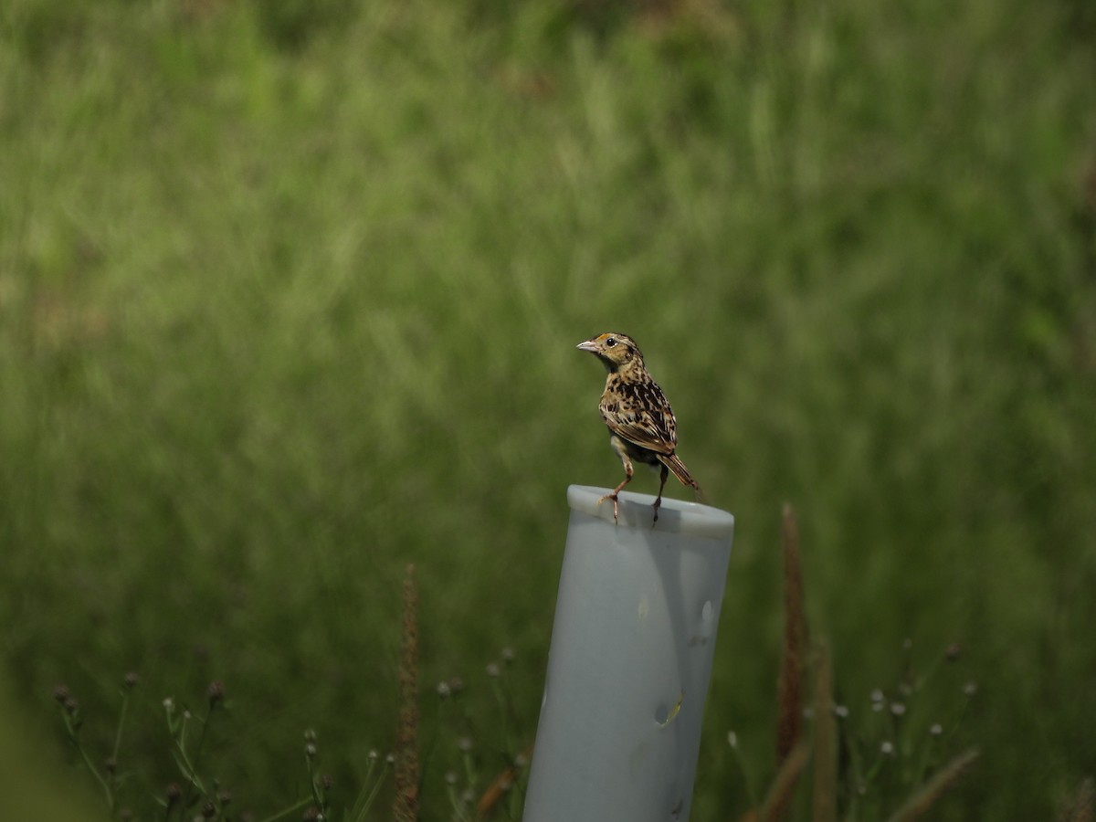 Grasshopper Sparrow - ML638550811