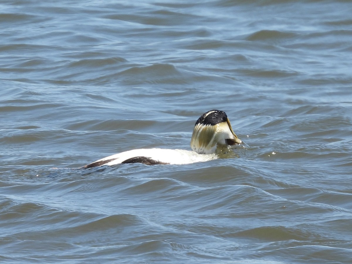 Eider arrunta - ML638550812