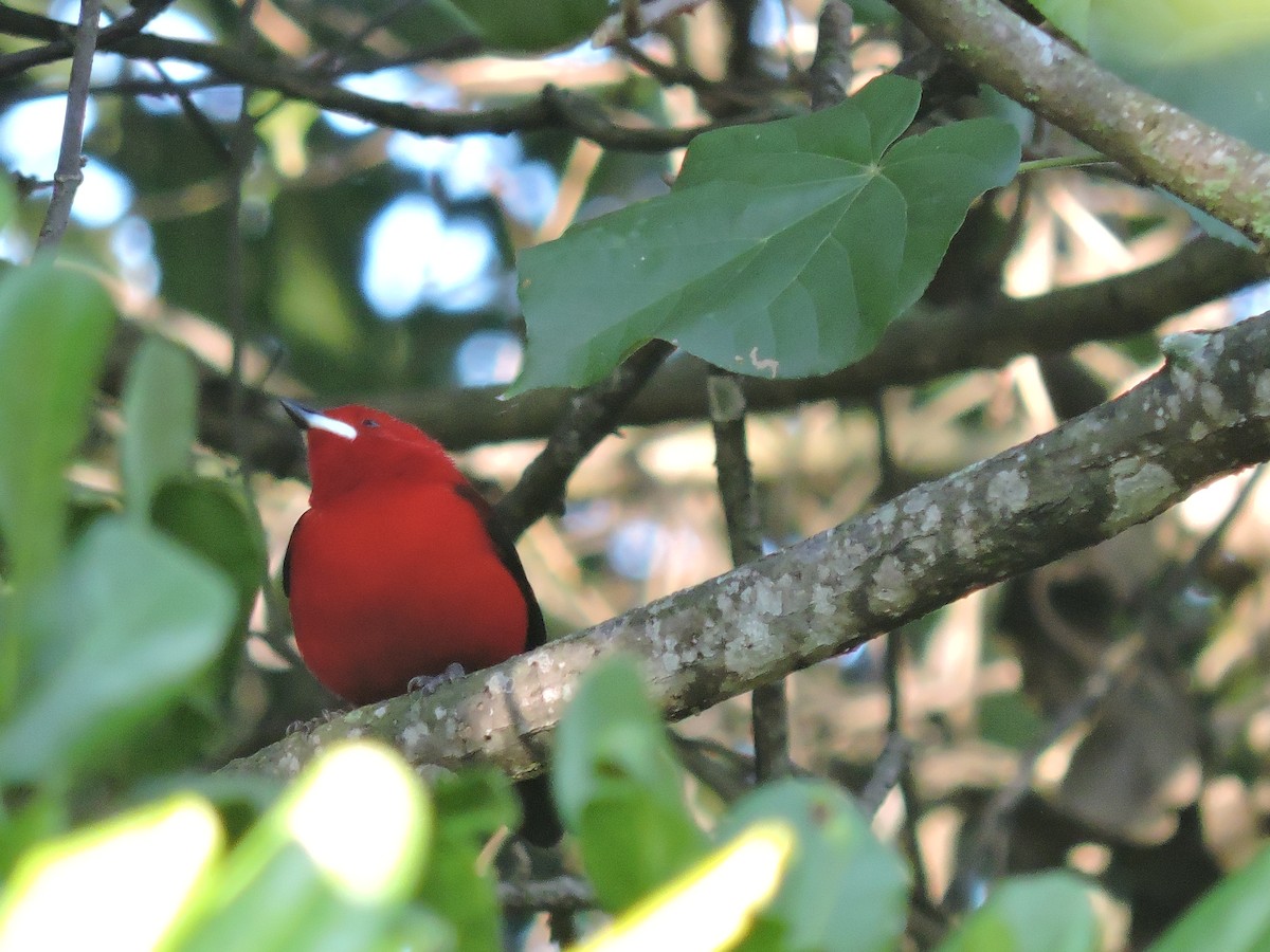 Brazilian Tanager - ML638550815