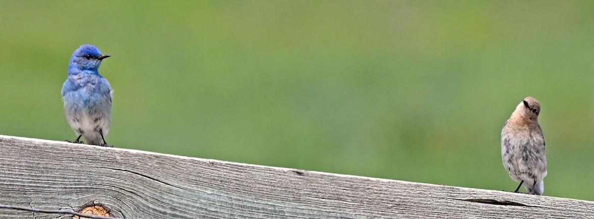 Mountain Bluebird - ML638550822