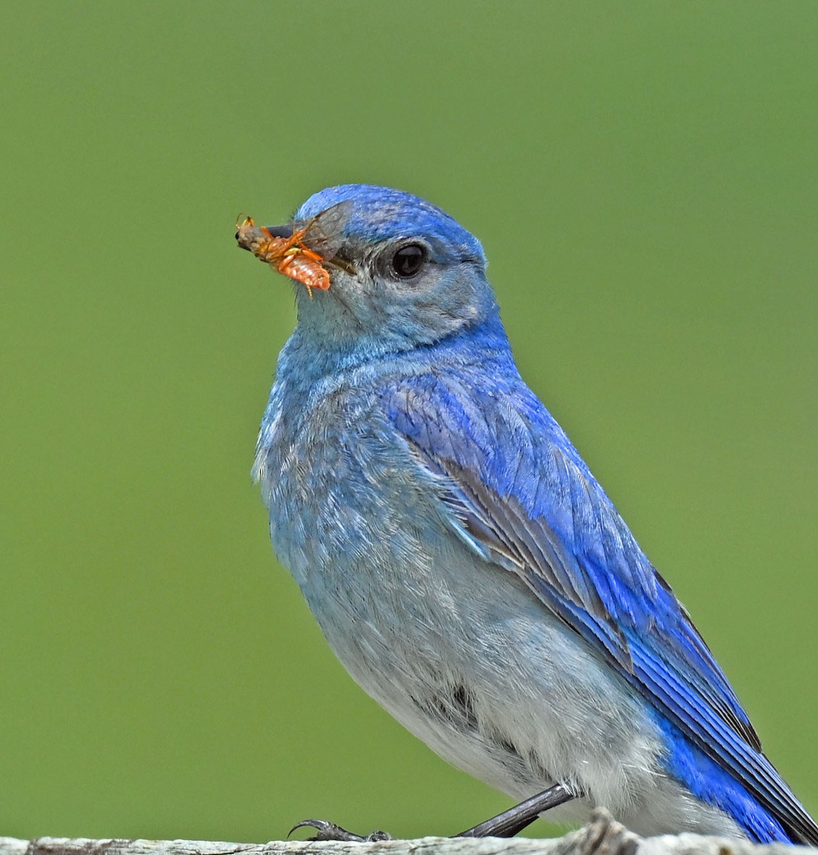 Mountain Bluebird - ML638550823