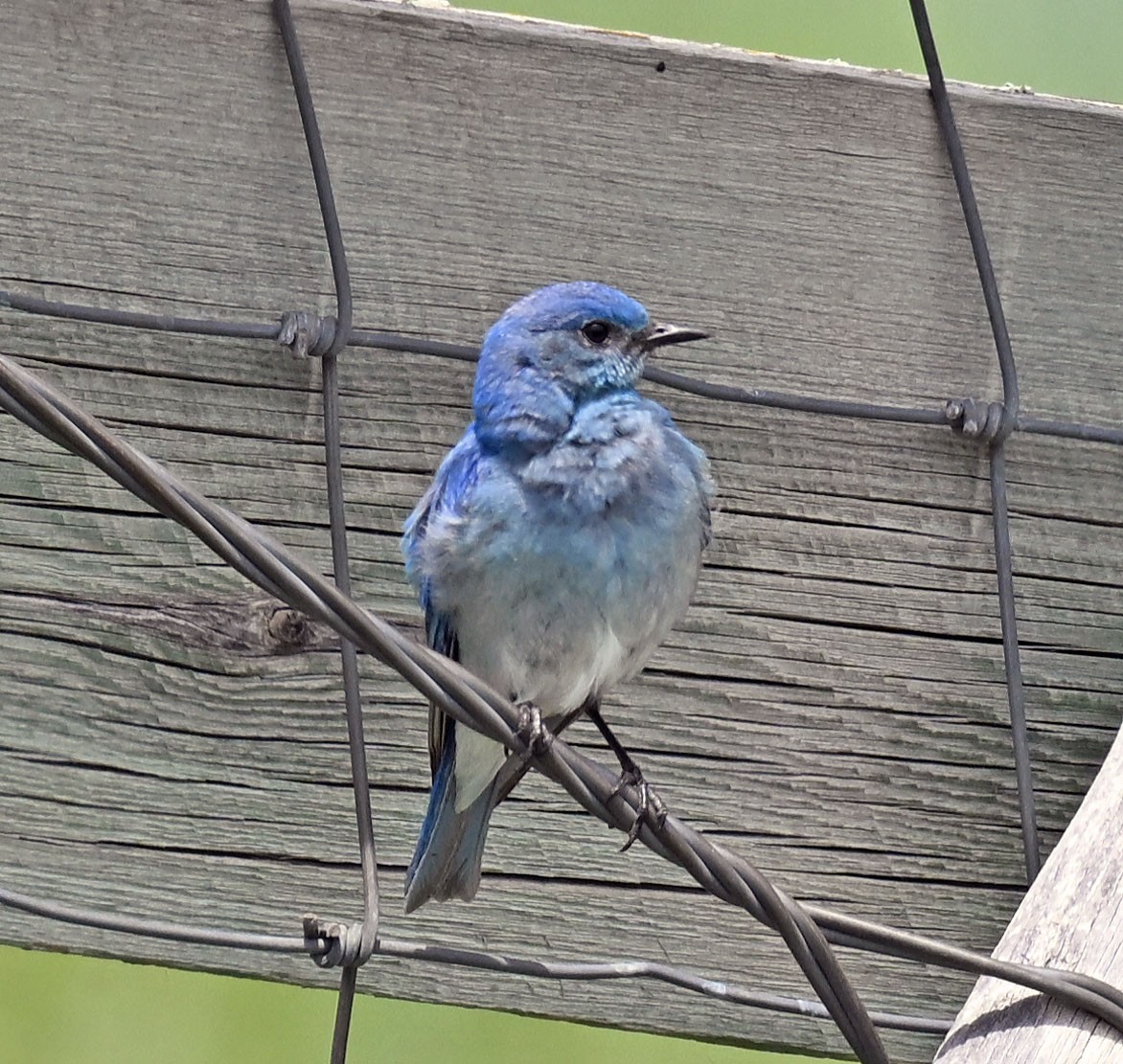Mountain Bluebird - ML638550824
