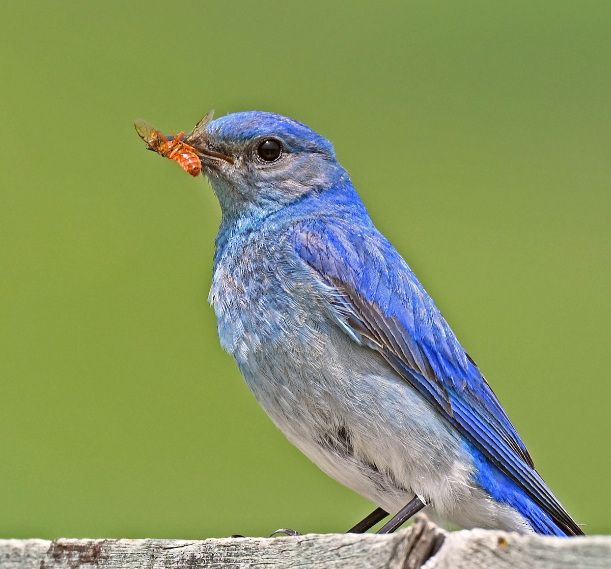 Mountain Bluebird - ML638550825