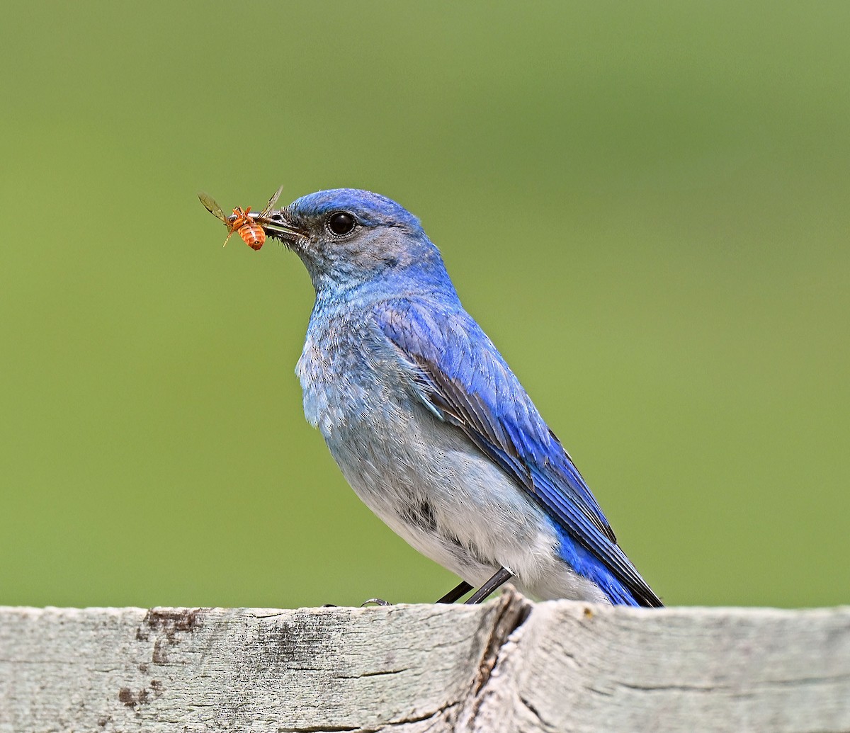 Mountain Bluebird - ML638550826