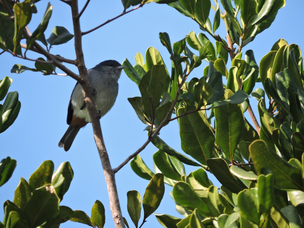 Chestnut-vented Conebill - ML638550828