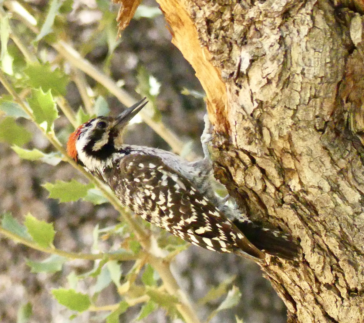 Ladder-backed Woodpecker - ML638550832