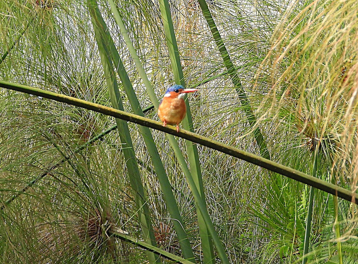 Malachite Kingfisher - ML638550844
