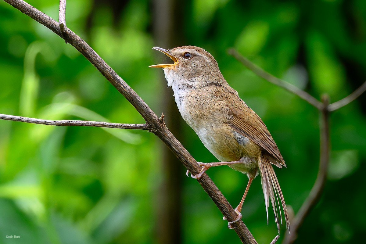 Brownish-flanked Bush Warbler (Taiwan) - ML638550856